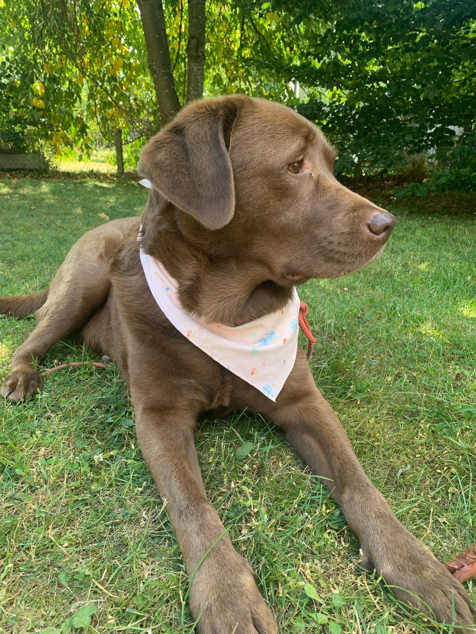 Dog Scarf Summer Island