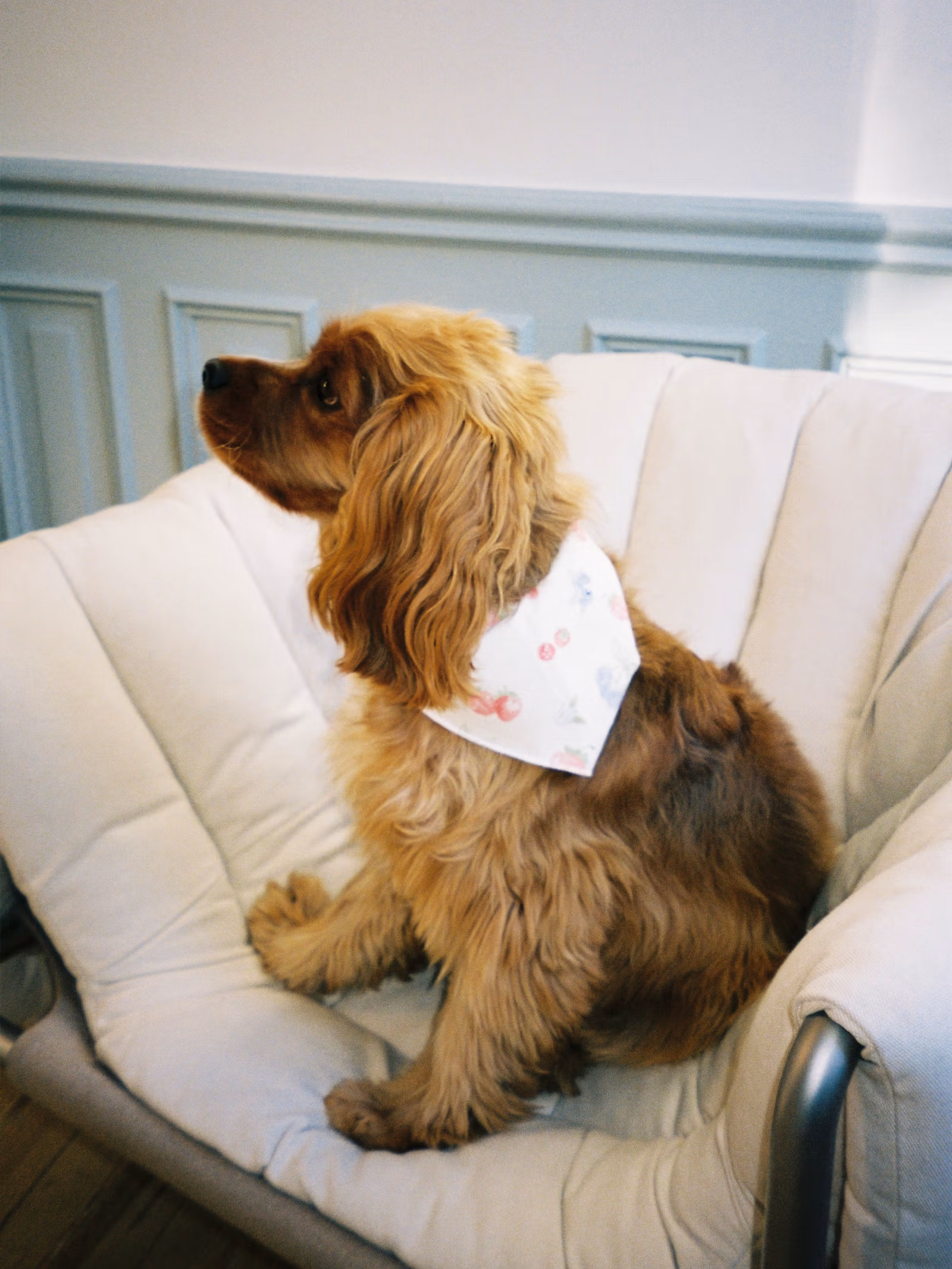Dog Scarf Summer Berries