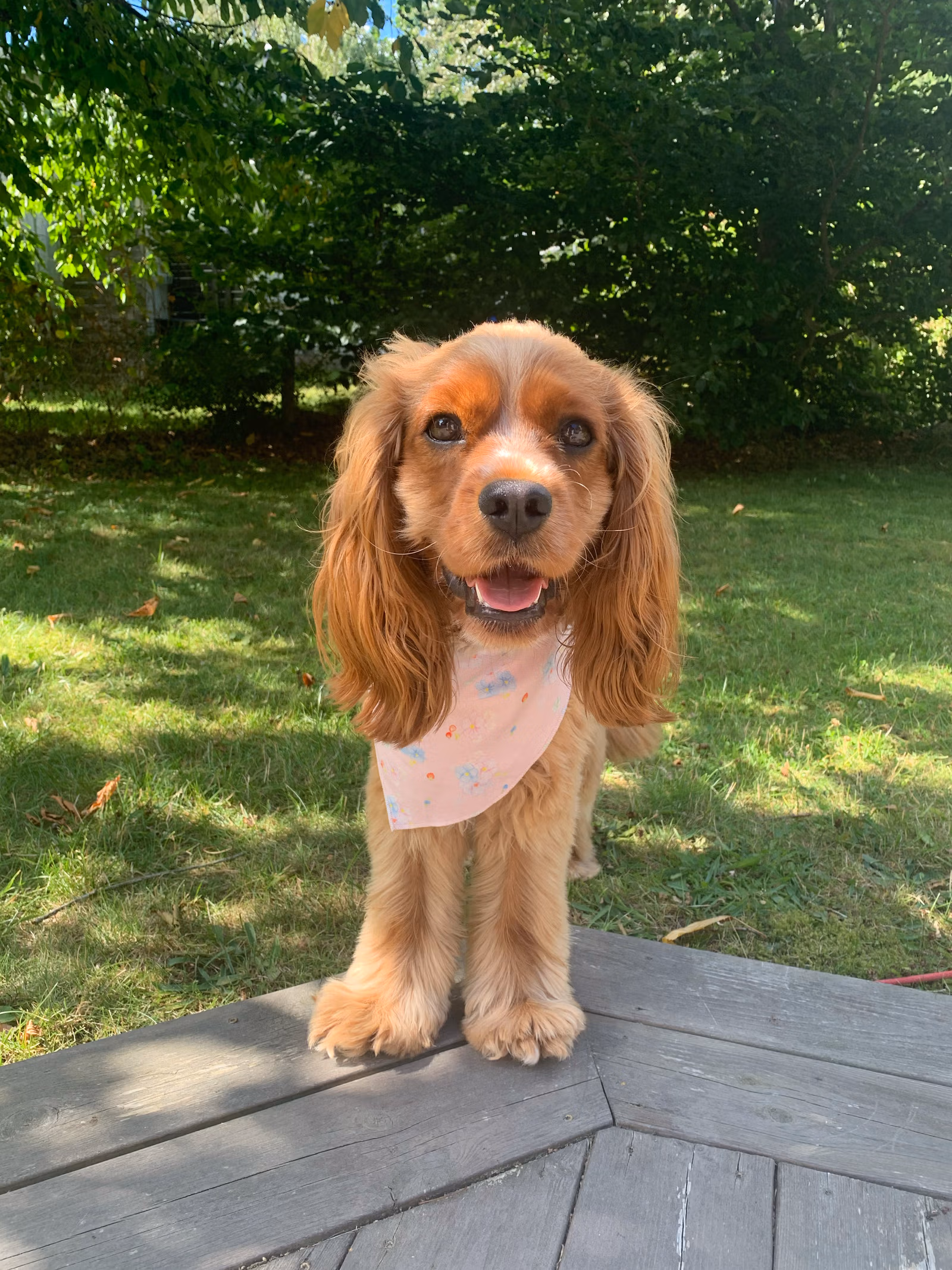 Dog Scarf Summer Island